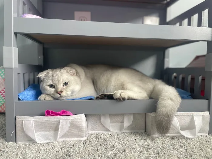 Pashas Scottish Fold And British Cattery LLC 10