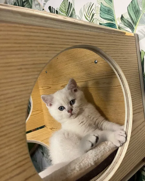 Pashas Scottish Fold And British Cattery LLC 5