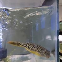 Pet Paradise ico
