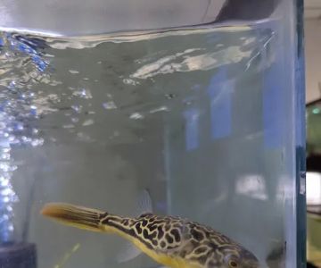 Pet Paradise