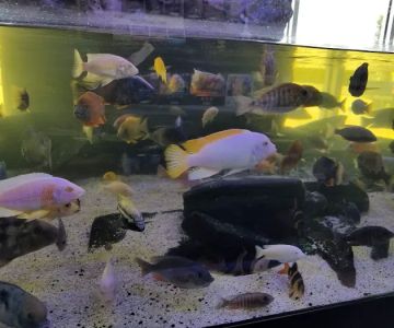 Aquariums Unlimited LLC
