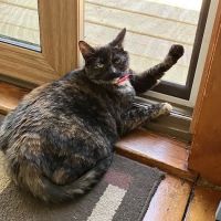 Burnt Hills Veterinary Hospital ico