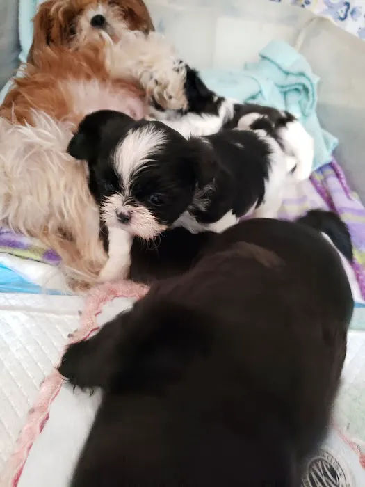 RainBowWow ShihTzus 3