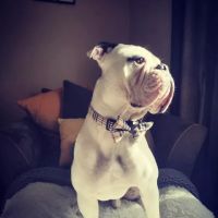 Clifton Park Veterinary Clinic ico
