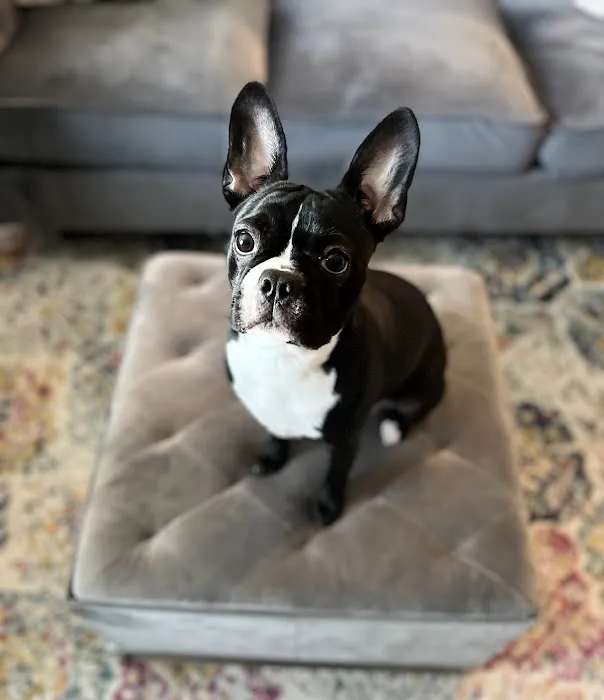 Pet-Go-Round 2