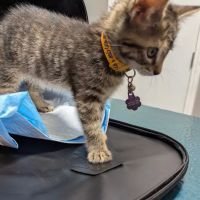 Lebanon Veterinary Hospital ico