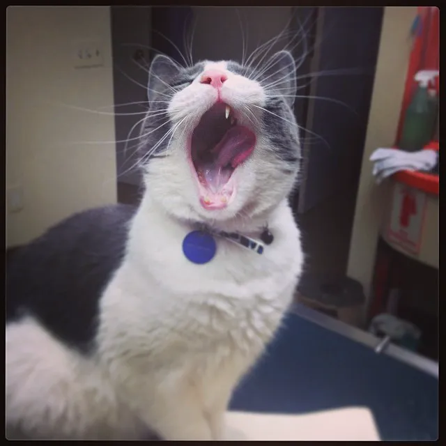 Lebanon Veterinary Hospital 6