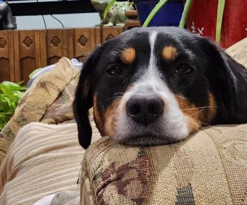Meadow Hill Veterinary Shoppe