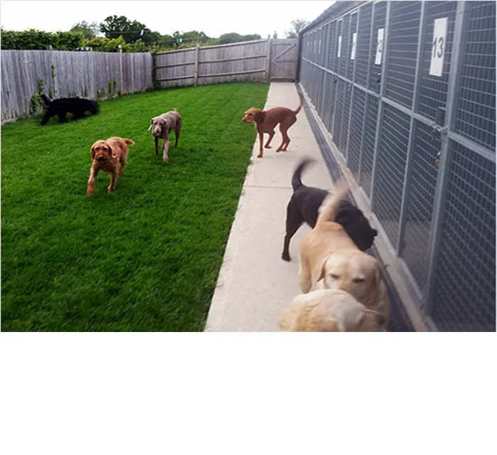 Universal Pet Shop 1