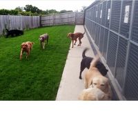 Universal Pet Shop ico