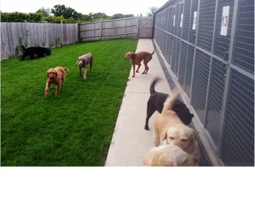 Universal Pet Shop