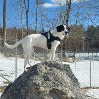 Norwich Veterinary Hospital ico