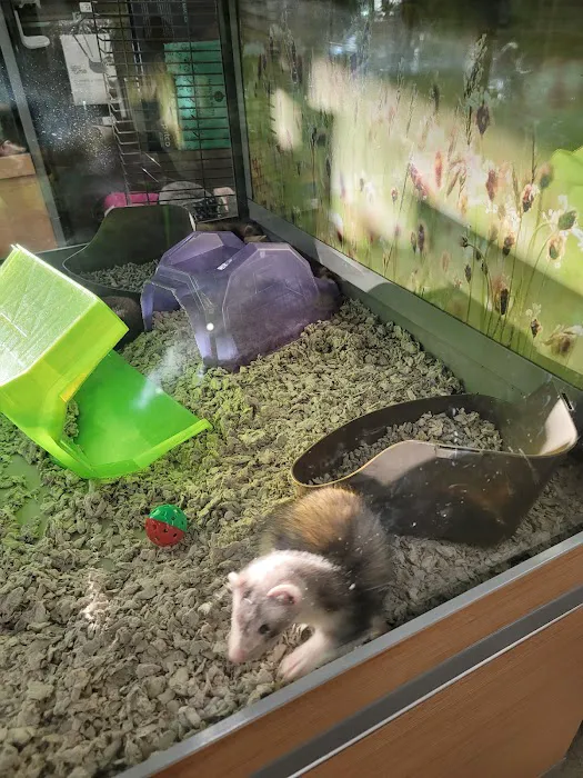 Petco 10