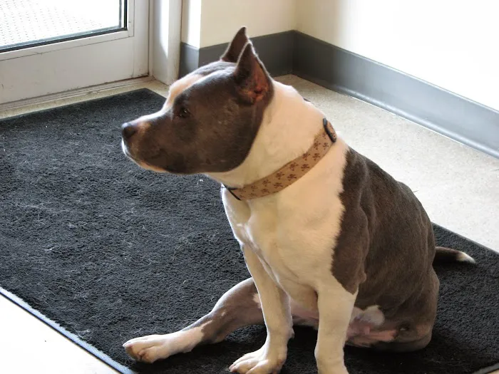 Goodfriends Veterinary Clinic 1
