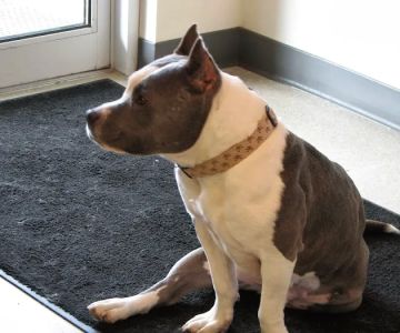 Goodfriends Veterinary Clinic