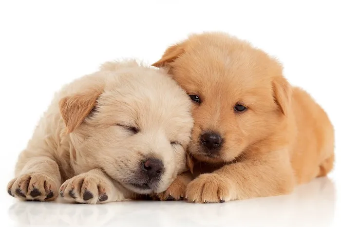 Montville Animal Hospital 9
