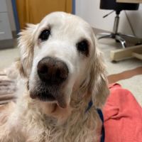 Montville Animal Hospital ico