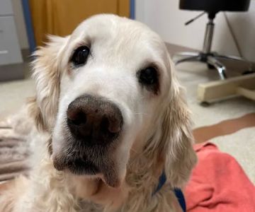 Montville Animal Hospital