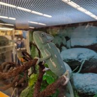 Petco ico
