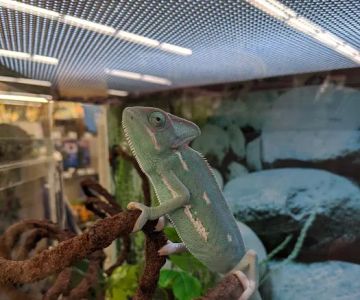 Petco