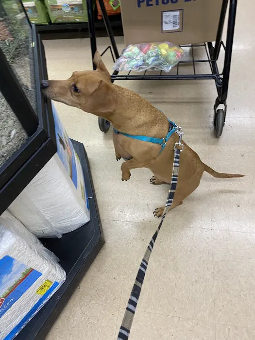 Petco 2