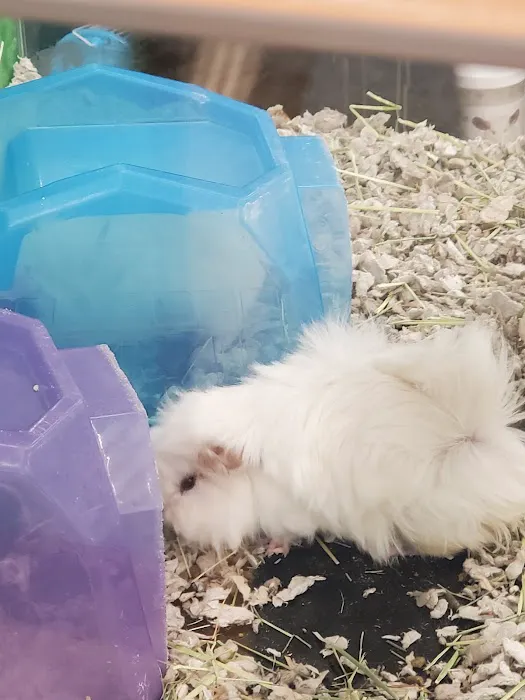 Petco 6