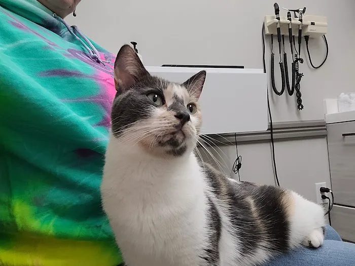 All Friends Animal Hospital 9