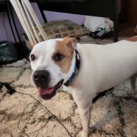 VCA New London Animal Hospital ico