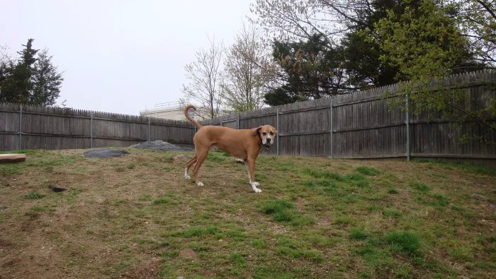 VCA New London Animal Hospital 5