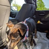 Pet Paradise ico