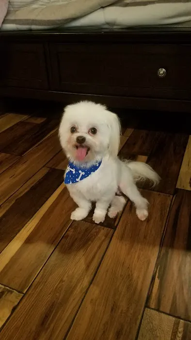 Pet Paradise 7