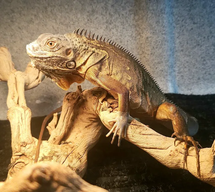 Eclipse Pets 10