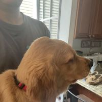 Norwichtown Veterinary Hospital ico