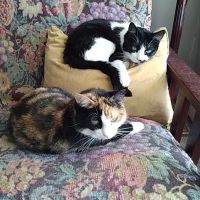 Vetco Vaccination Clinic ico