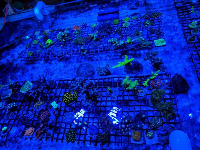 The Reef Room LLC 6