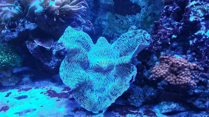 The Reef Room LLC 1