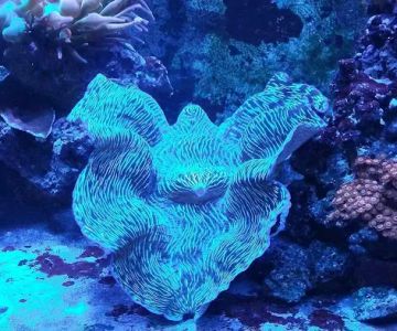 The Reef Room LLC