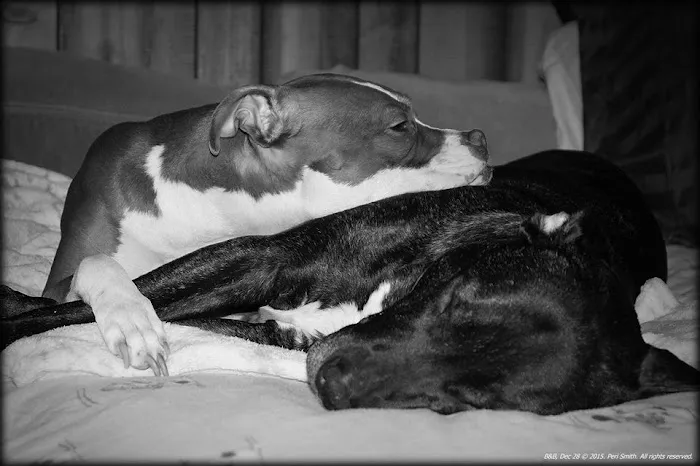 Clark Veterinary Hospital 3
