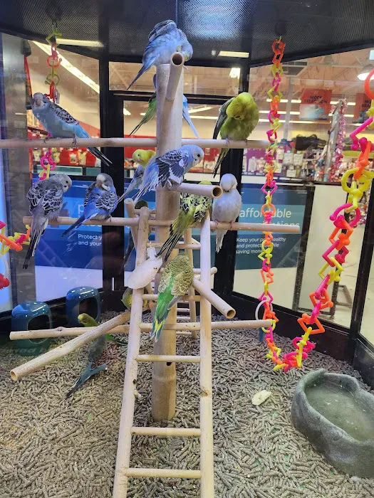 Petco 5