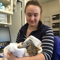 Niantic Animal Hospital ico