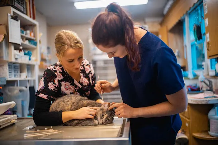 Niantic Animal Hospital 7