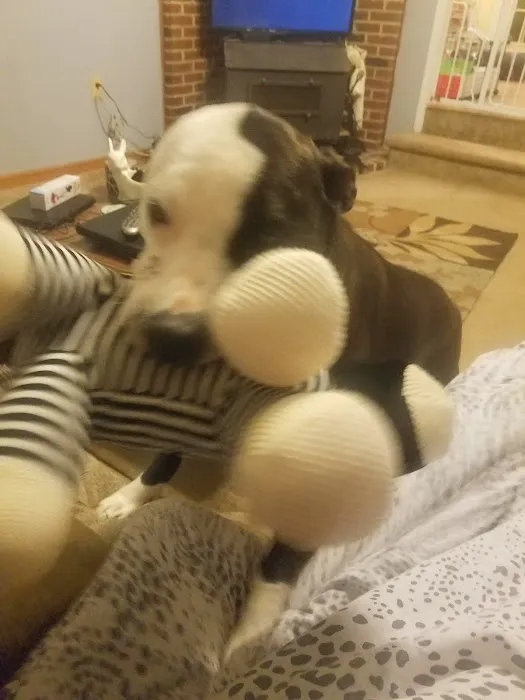 Petco 9