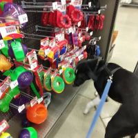 Petco ico