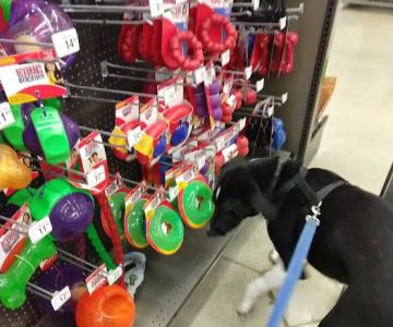Petco