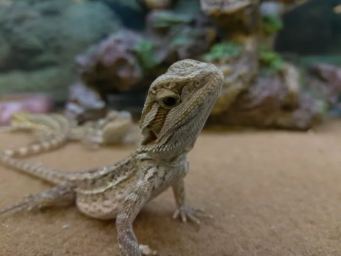 Petco 10