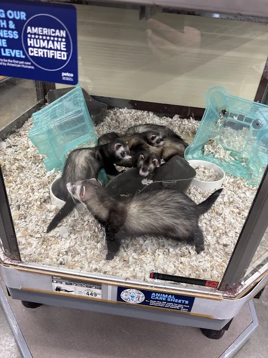 Petco 9