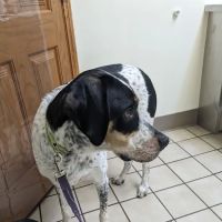Herkimer Veterinary Associates ico
