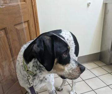 Herkimer Veterinary Associates