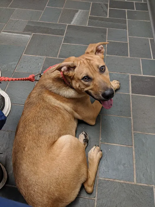 VCA New Hartford Animal Hospital 1