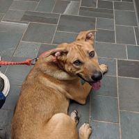 VCA New Hartford Animal Hospital ico